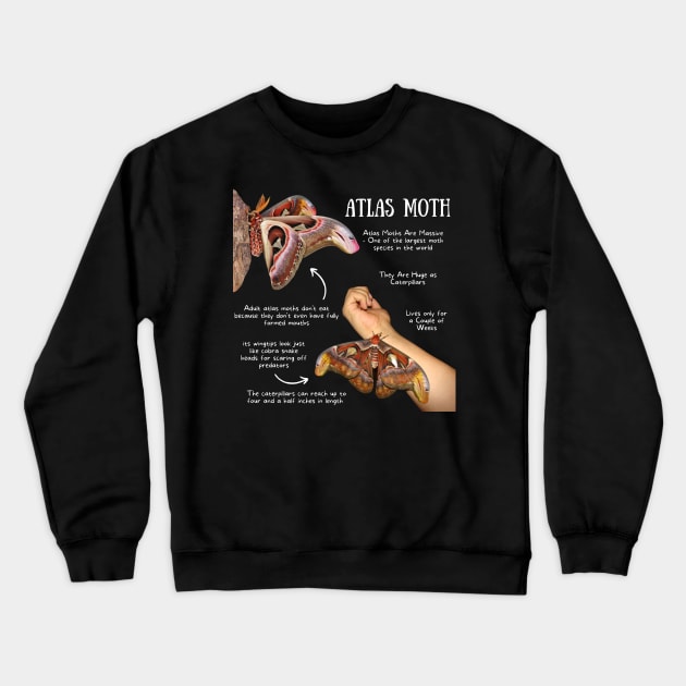 Animal Facts - Atlas Moth Crewneck Sweatshirt by Animal Facts and Trivias